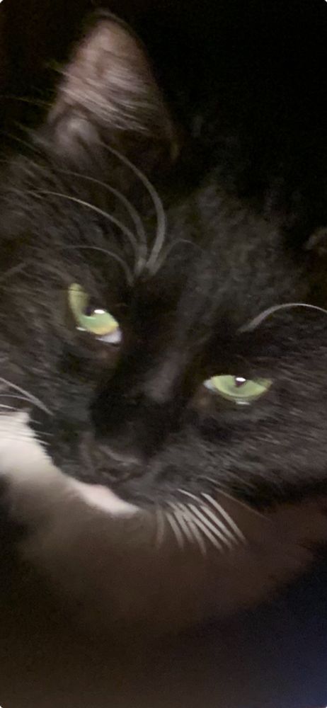 A sweet B&W tuxedo cat with a white chin, long white whiskers, and bright green watery eyes looks up as if she’s crying...