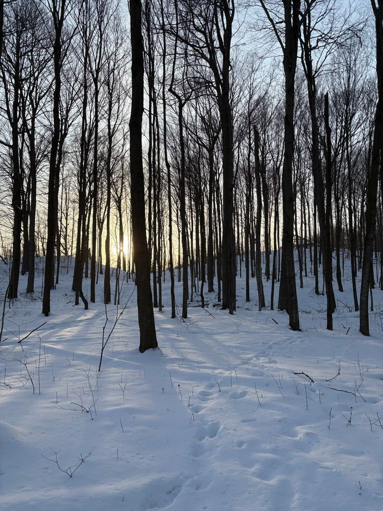 A yellow sunset glow behind the trunks of leafless deciduous trees in a snowy forest. 