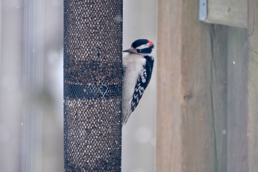 A downy woodpecker (small black and white bird with a small red patch on the head) clings to a tube feeder.