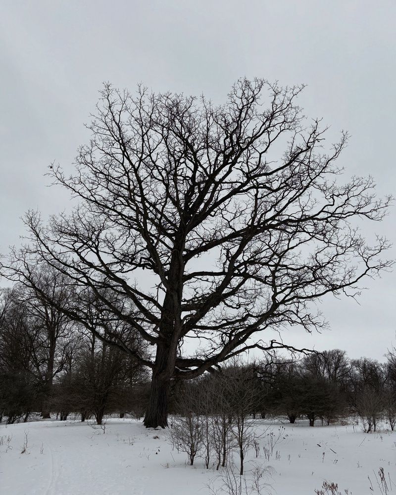 A large leafless oak tree towers over smaller deciduous trees and shrubs. The sky and the ground are both white, thanks to the overcast and snow.