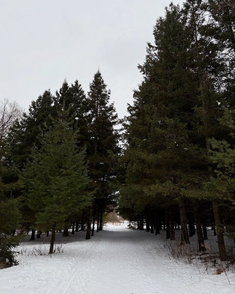 A snow-covered trail lined with evergreen trees on both sides. 