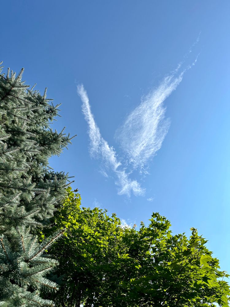 A bird-shaped cloud in a clear blue sky, framed by green tree foliage. 