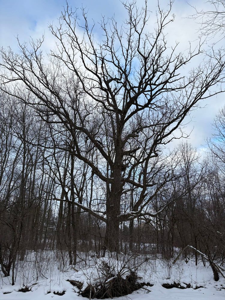 A large, leafless deciduous tree with branches reaching up and out. Snow covers the ground and surrounding smaller trees and shrubs.