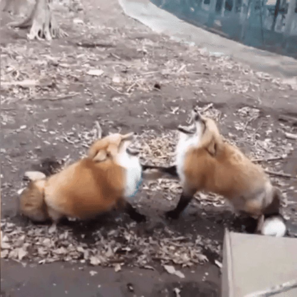 two foxes are playing with each other on the ground in the dirt .