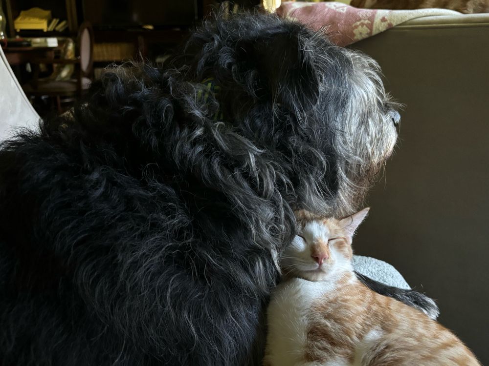 An orange and white kitten sleeping pressed against the chest of a big, scruffy black dog.
