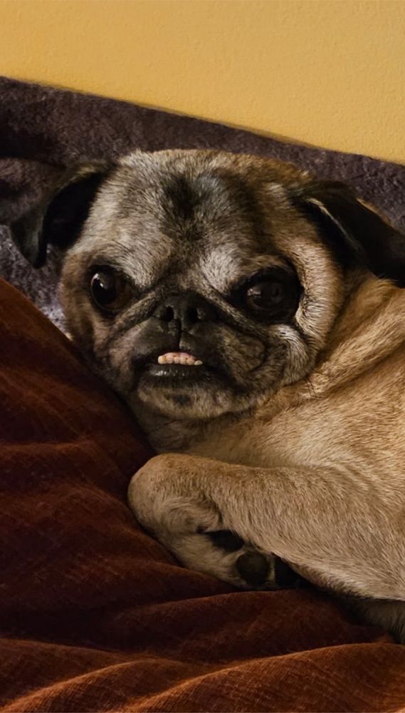 Close up of a fawn pugs cute baby face 
