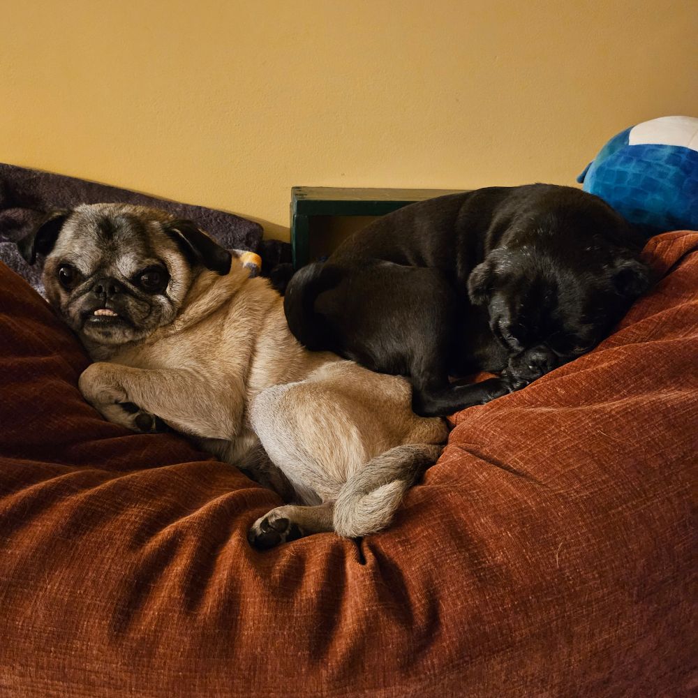 To pugs cuddled on a couch pillow. One tan, one black