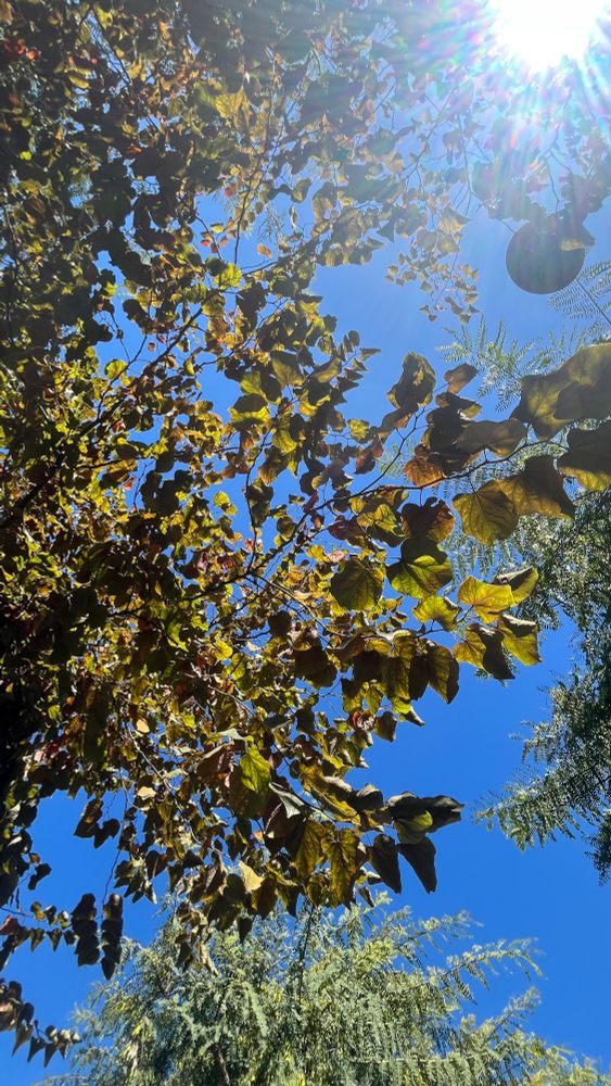 tree branches, from underneath 
