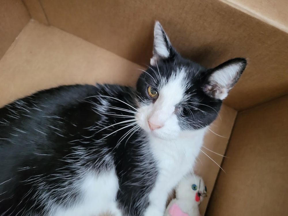 Ozma, black and white cat with one green eye, sits inside a cardboard box glaring at me, ready to attack. Her puffy catnip toy is beside her.