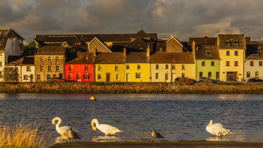Swans and seagulls in the foreground with the River Corrib and 18th century colourful houses known as “The Long Walk” in the background on an overcast afternoon in Galway, Ireland. 