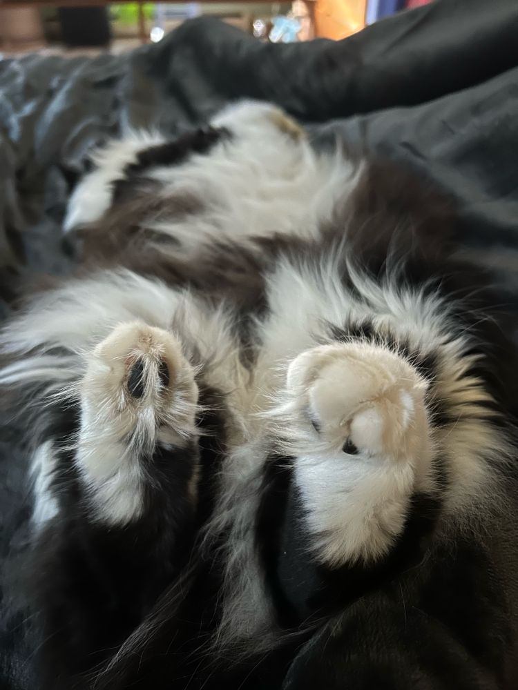 Fluffy black and white cat asleep on her back with only paws and belly showing 