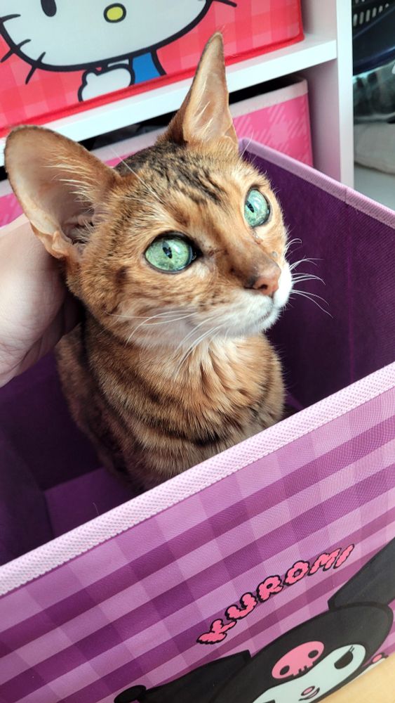 A bengal cat sitting in a box, with green eyes and large ears