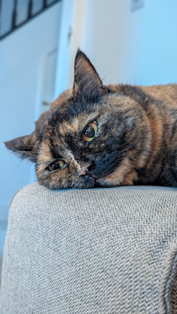 Sleepy cat on sofa arm