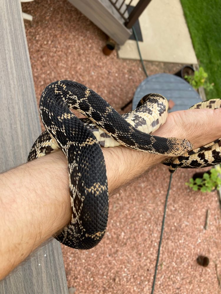 More showing off Nimona’s neck colora but from above, and with a glimpse of her checkered belly on my wrist