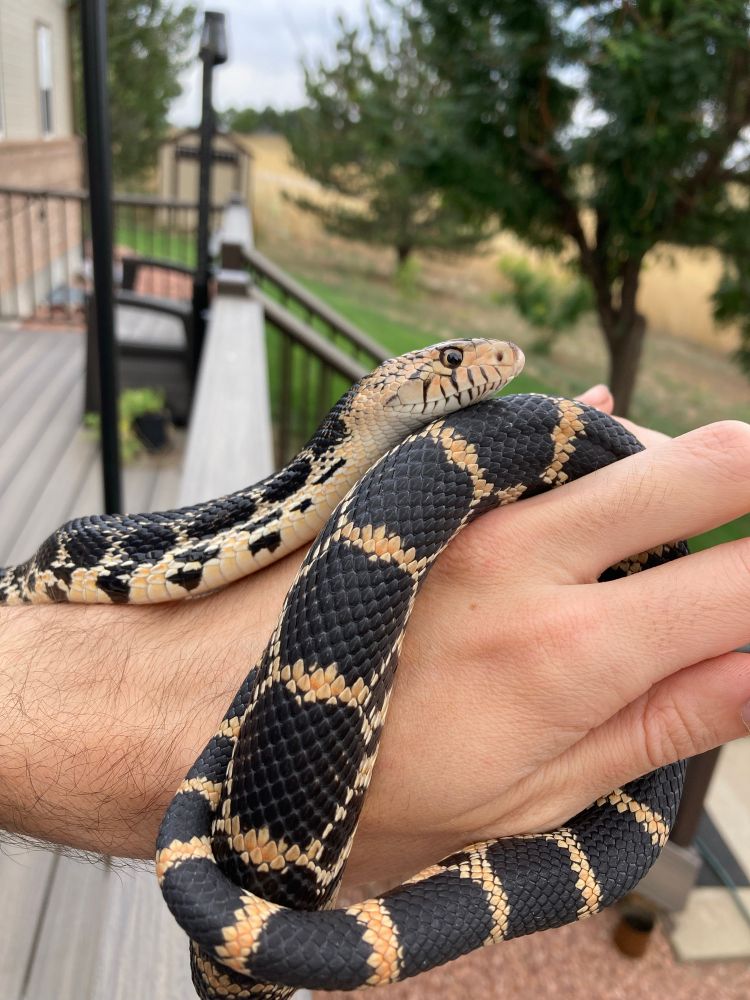 Side shot of Nimona chilling
