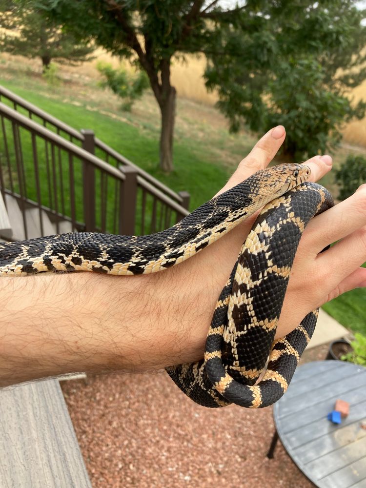 Nimona chilling with her head on top of her tail, on top of my hand