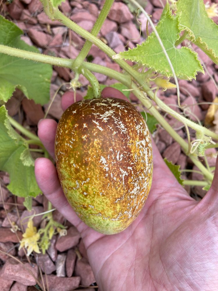 Sikkim cucumber fruit at ideal picking size, partly rust colored but not at lattice crack stage