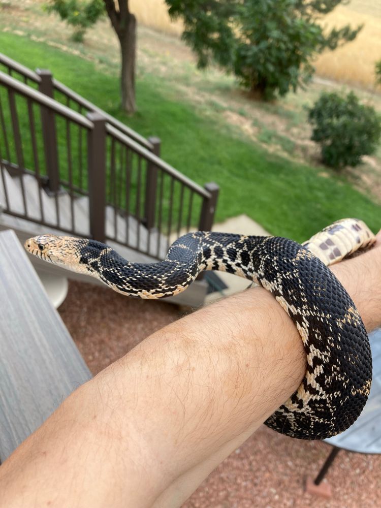 Nimona sitting on my arm, head off to the left and showing off her very dark neck patterns 
