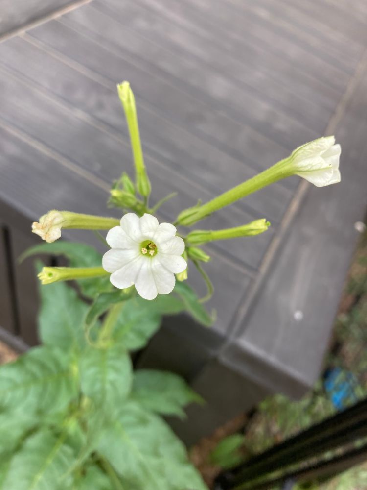 Open flower of Coyote Tobacco, a favorite of hummingbird or sphinx moths