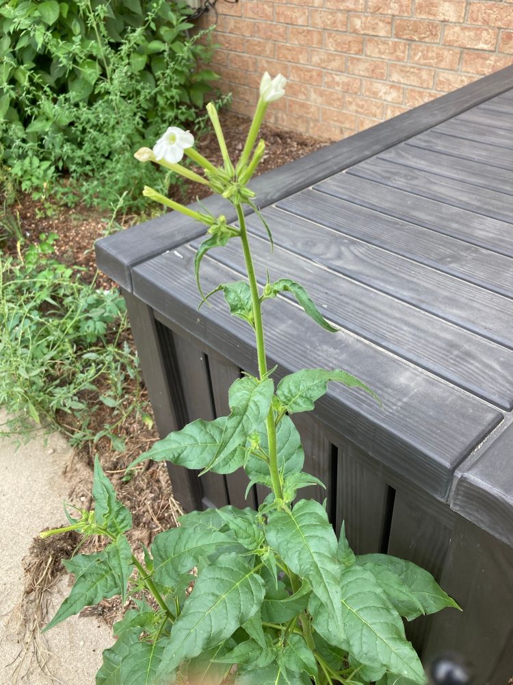 Whole tobacco plant, with tube flowers at top and arrowhead sticky leaves below