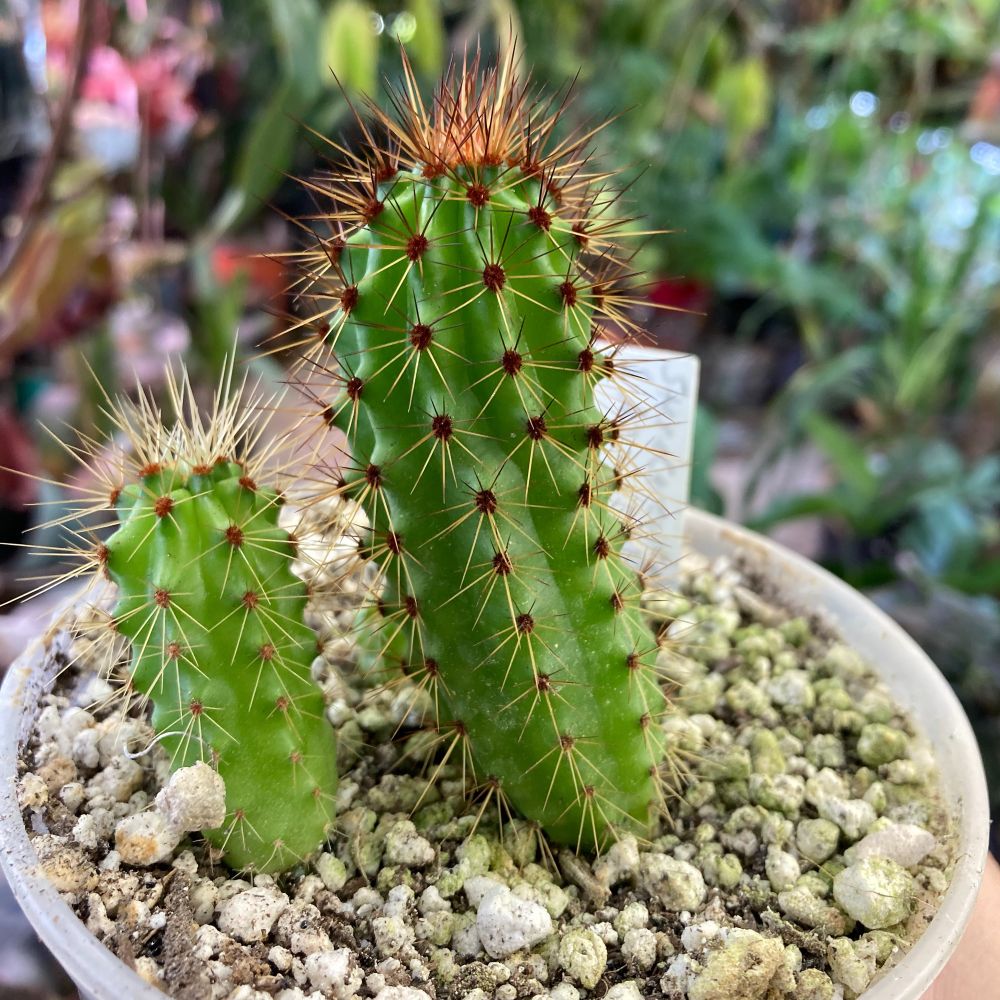Two Organ Pipe cactus seedlings with a tiny third peeking out behind them. The tallest one is about 4 inches tall and developing red spines.