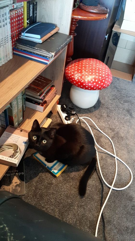 A black cat has tackled a number of books off a shelf and is now sitting on them.