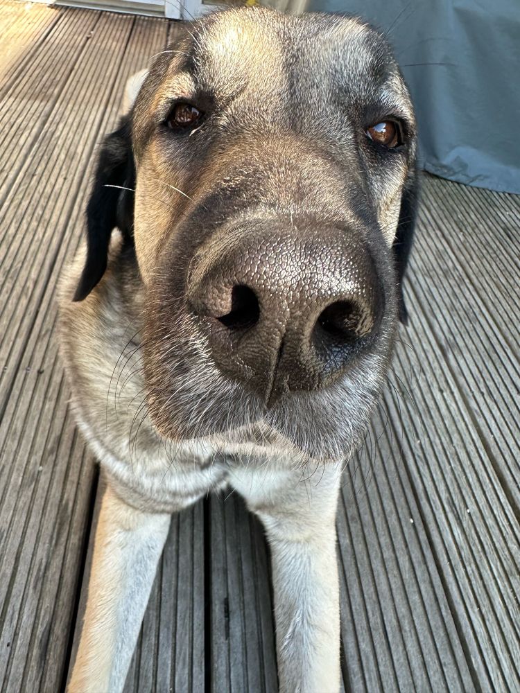 Kangal liegt auf der Terrasse und streckt mir seine Nase entgegen.