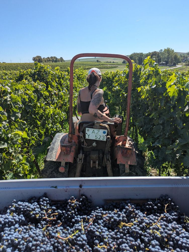 Jas Swan on her tractor pulling a box full of merlot in a vineyard in the sun