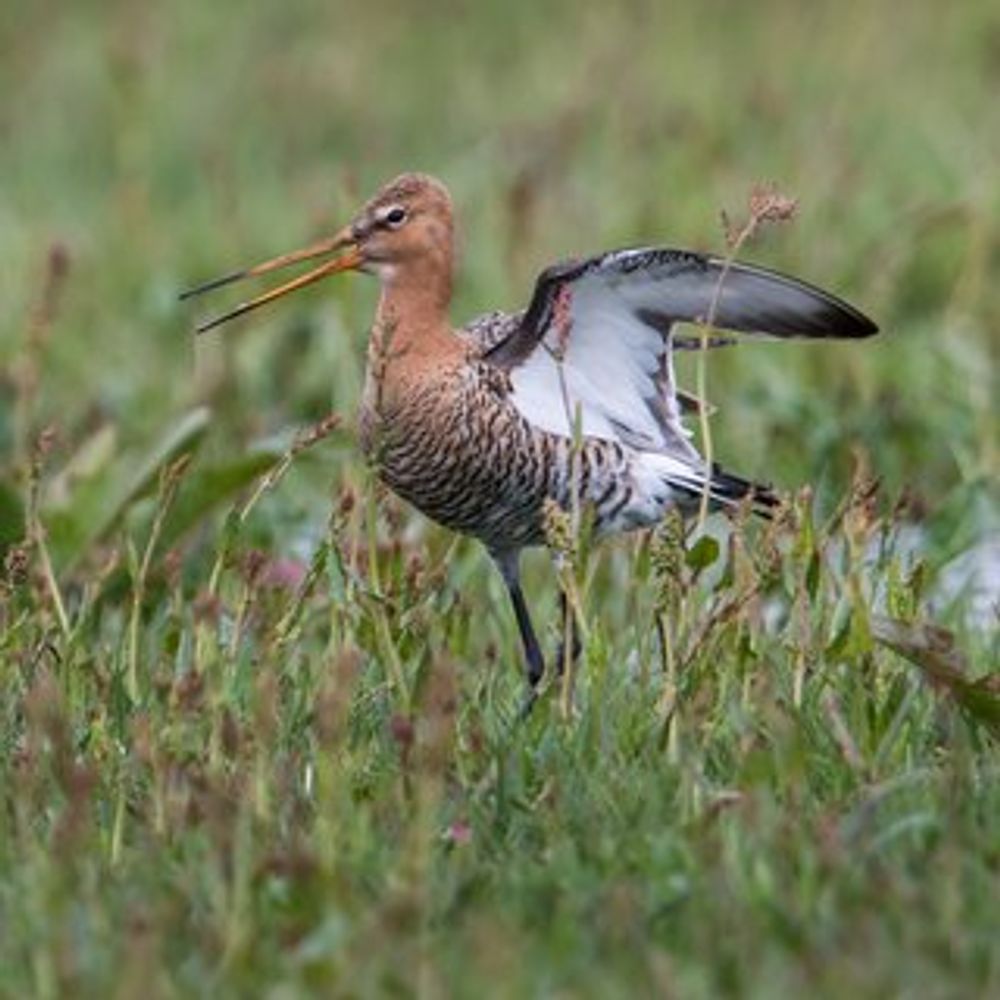 Boerenlandvogels krijgen stelselmatig te weinig bescherming