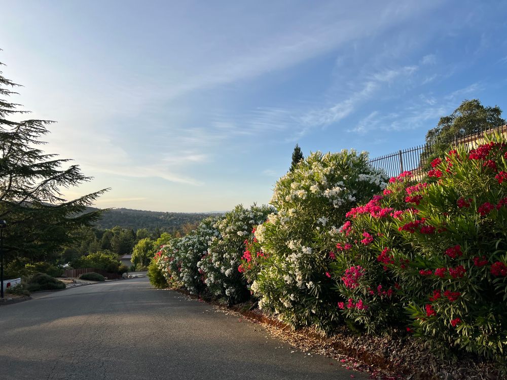 Nerium Oleander bushes in summer bloom in our neighborhood, in the Sierra Nevada foothills near El Dorado Hills, California.