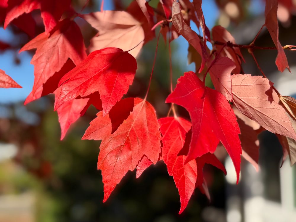 Red Maple in our front yard, Cameron Park, CA. It’s beautiful, but picking up all the leaves is quite the chore. Oh, well, exercise is a good thing. 