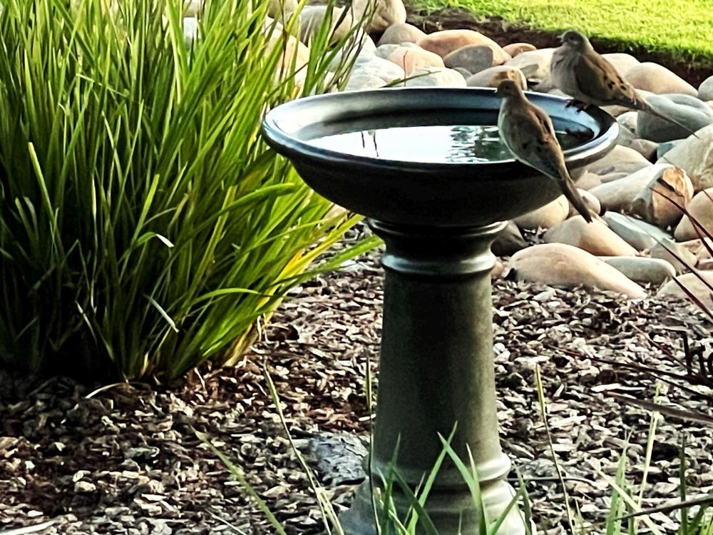 Morning Doves, Northern California.