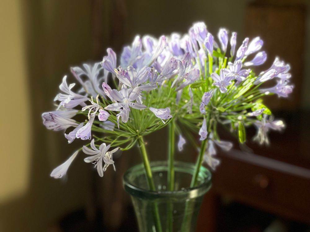 Fleeting sunlight.
