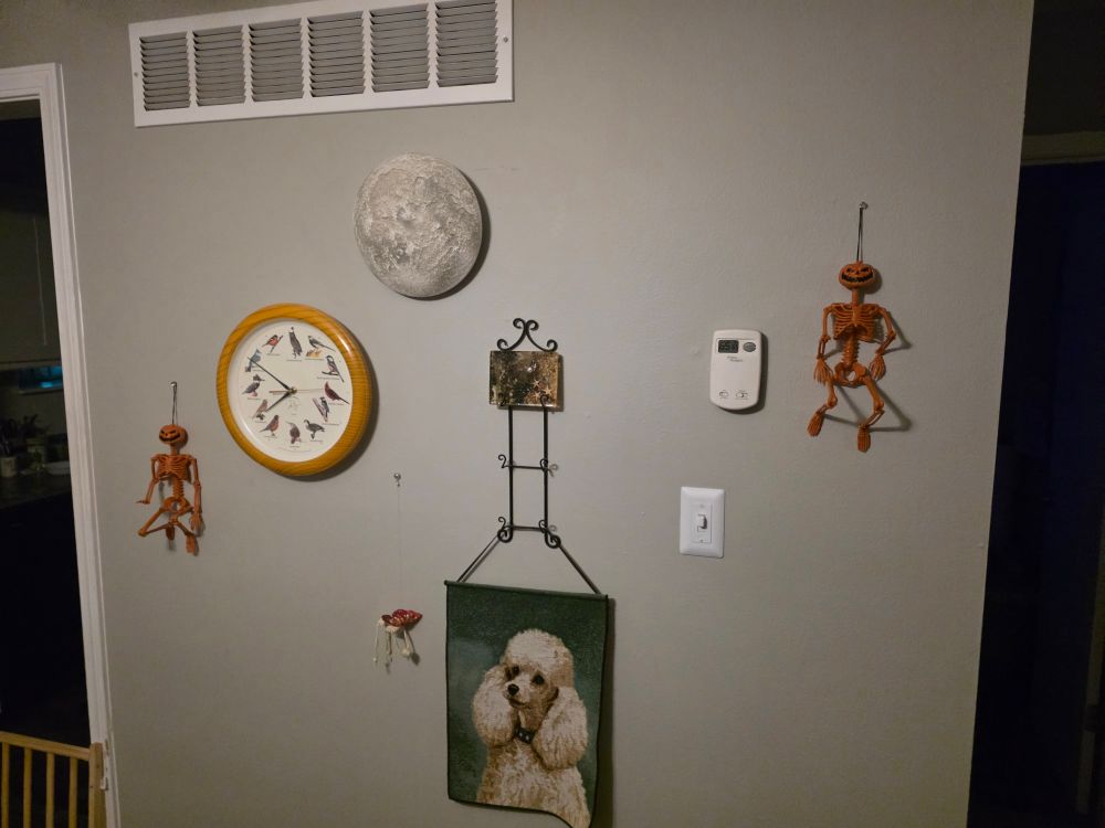 3 Skeletons hanging on a wall flanking a broken bird clock, a broken moon clock, and a majestic Toy Poodle (gold colored) hanging tapestry.