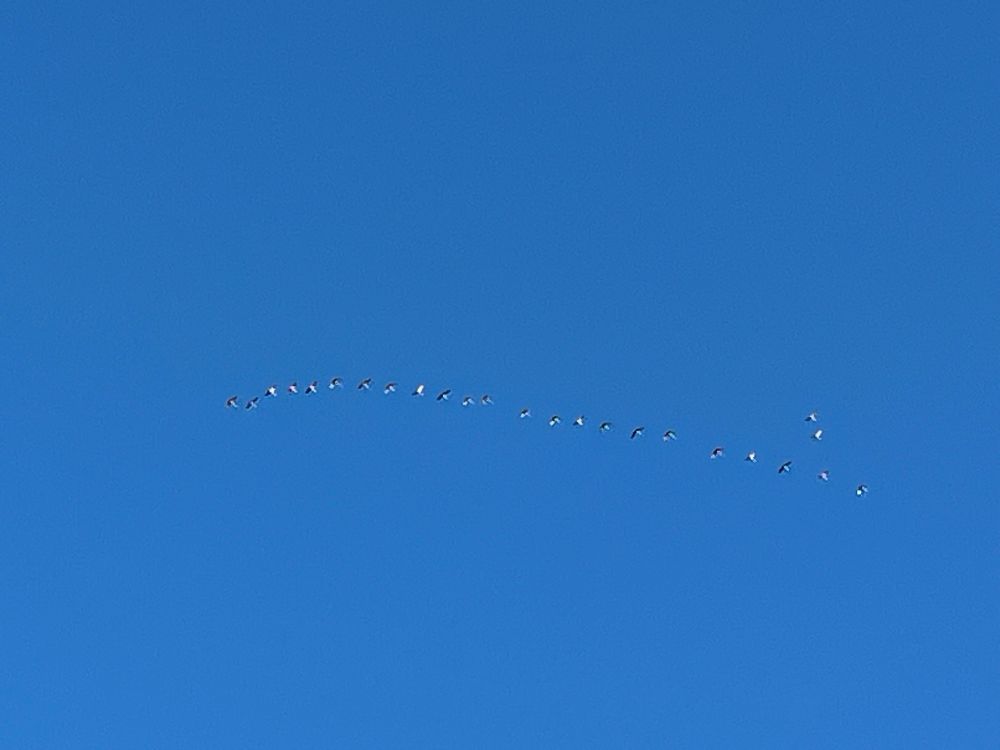Sandhill cranes flying in v-formation.