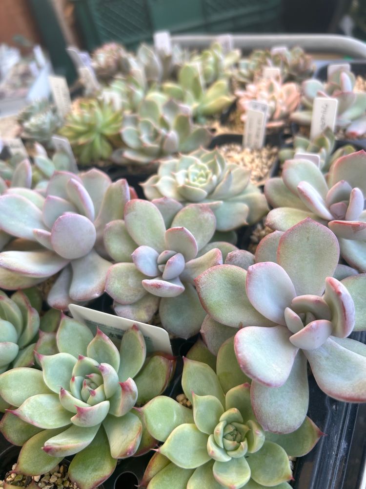 ラウリンゼは増やしすぎて頭を抱えてるので葉挿しはしないと誓っている