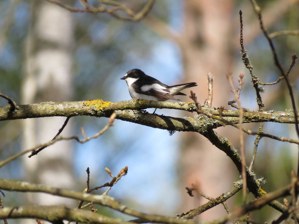 A male pied flycatcher perching on a branch