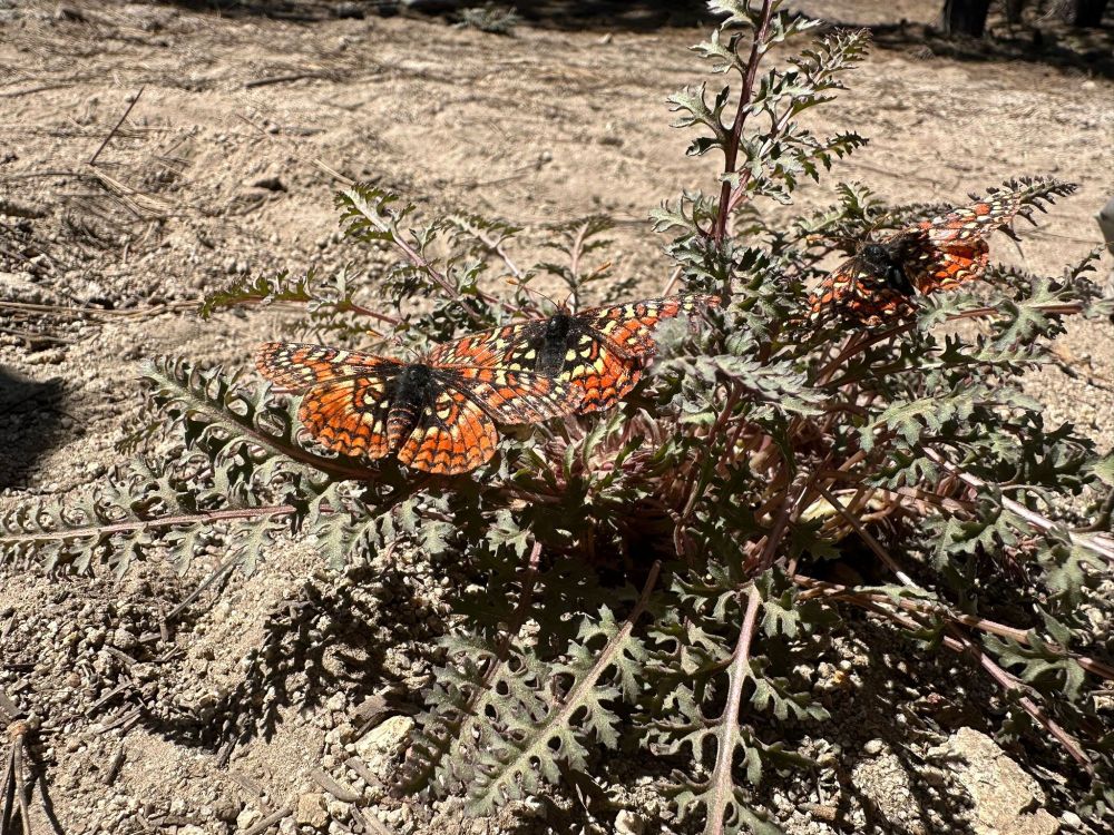 Butterflies