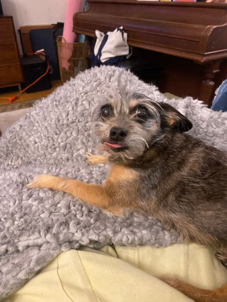 Dot the Dog