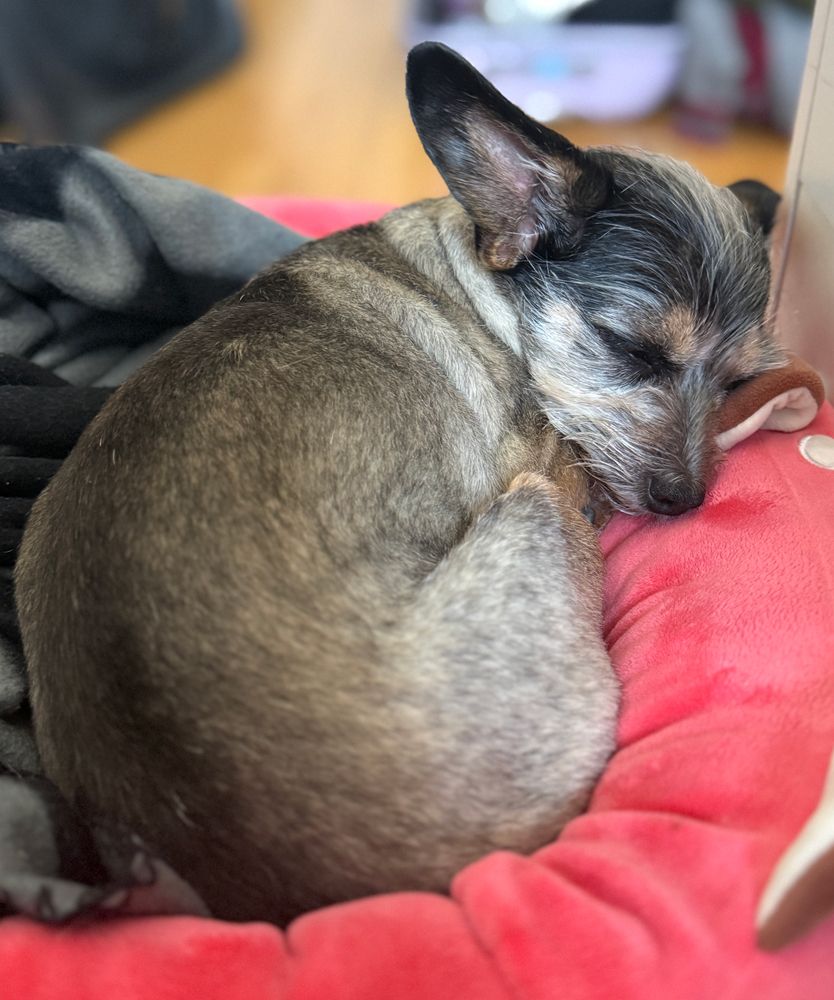 Dot the dog sleeping