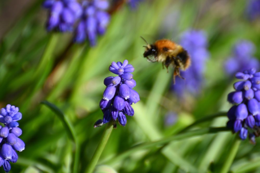 A bee visting some purple grape hyacinths