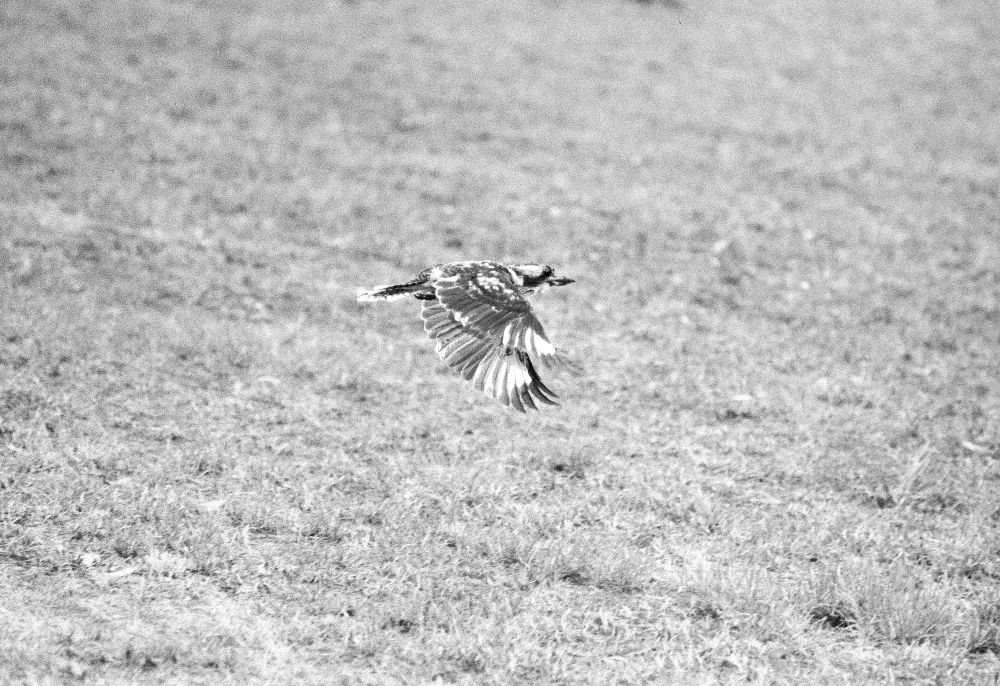 A kookaburra in flight