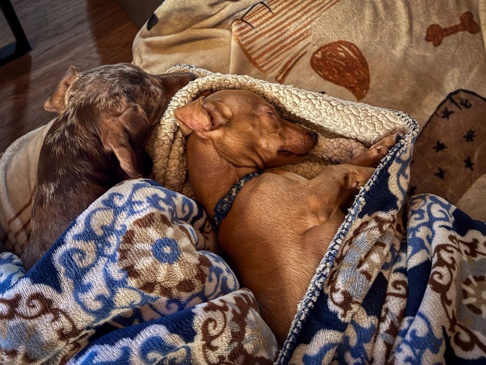 picture of 2 sausage dogs snuggled up in the same blanket burrito on a couch. the left one is 8yo dapple colored one named marbles and the gold one on the right is the 5mo old named bun. are clearly buddies even with the battles.