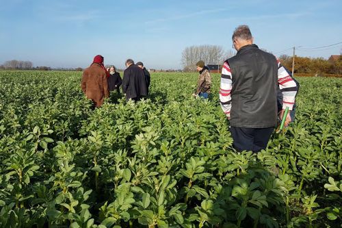 Group of farmers in field observing intercropping with legumes