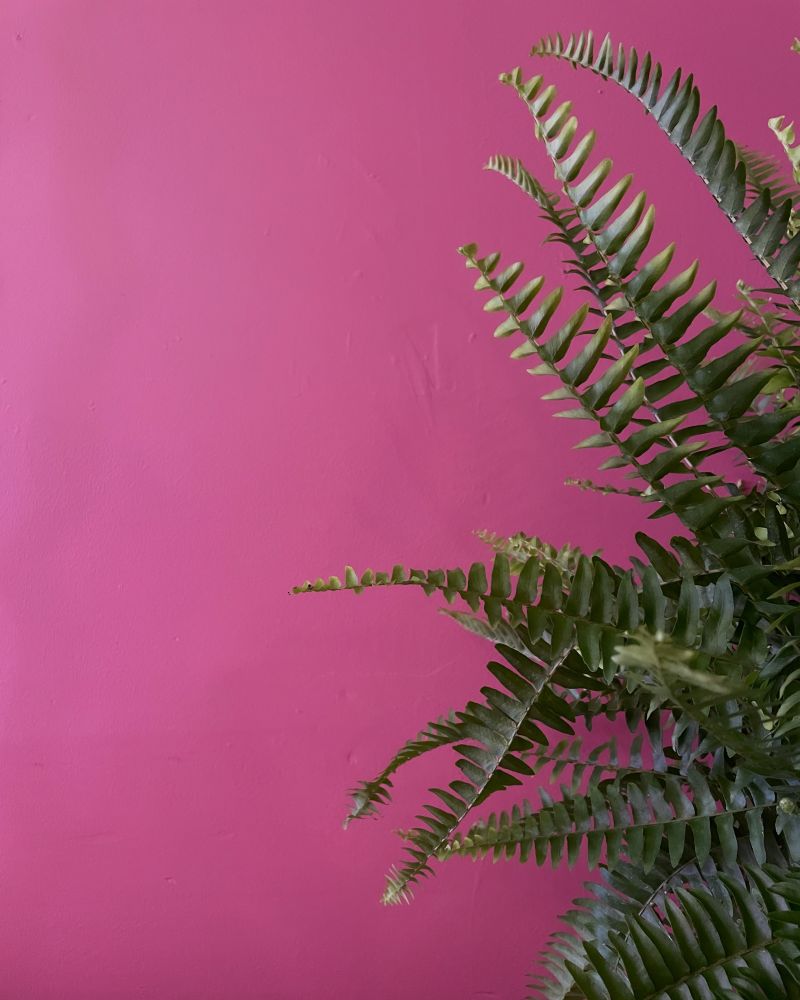 A deep green Boston fern on a Raspberry Glacé wall. 