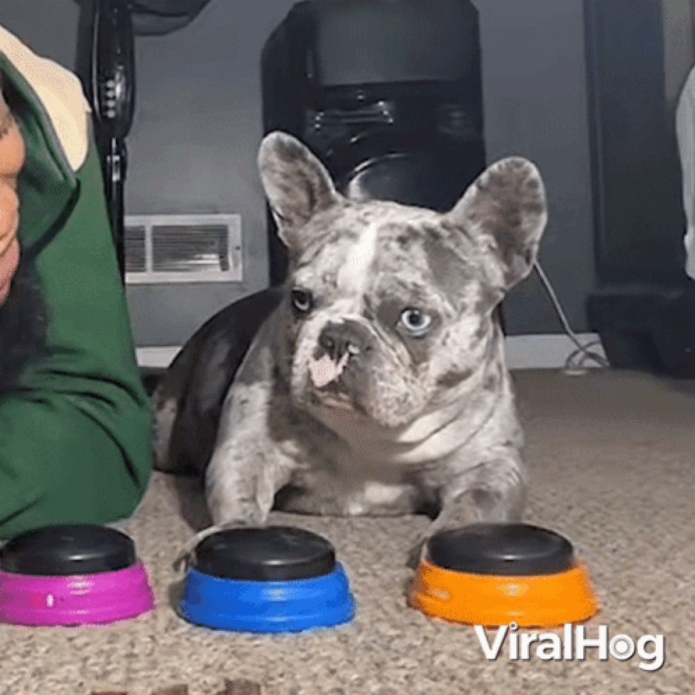 a french bulldog is laying on the floor next to a person playing with buttons