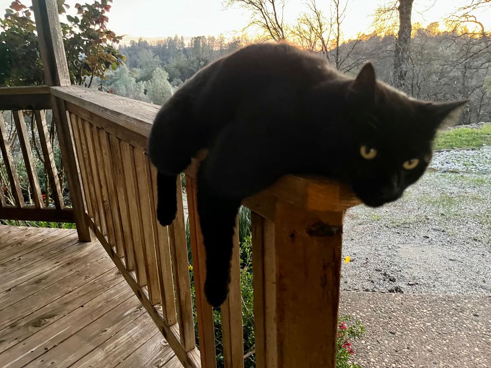 Same cat. Same laze. Same sunset.