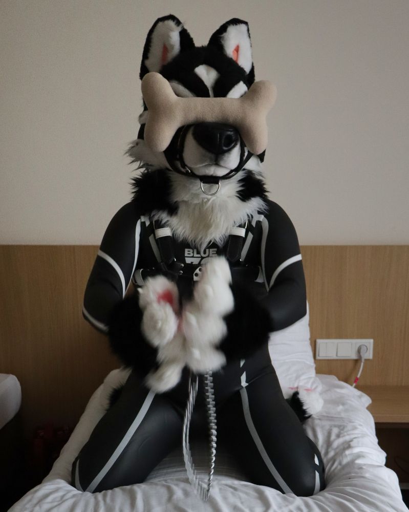 A person wearing a black-and-white husky fursuit head sits on a bed. The person is wearing a black BLUE70 wetsuit with white accent lines, a chest harness and fluffy husky paws. A large plush bone covers the suit's eyes, and the paws are raised toward the camera, slightly blurred from motion.