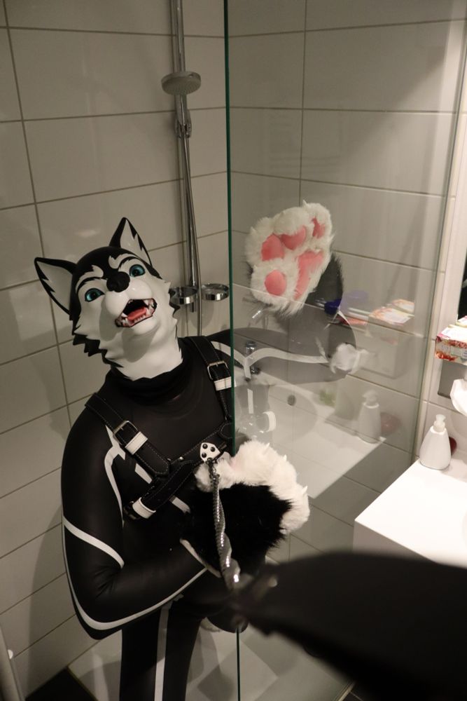 Person wearing a black and white Furrjoi husky mask, wetsuit, and harness, standing in a shower. The leash is being pulled toward the camera, and the person’s pose and head tilt convey a playful, resistant husky-like attitude, with one paw pressed against the glass wall.