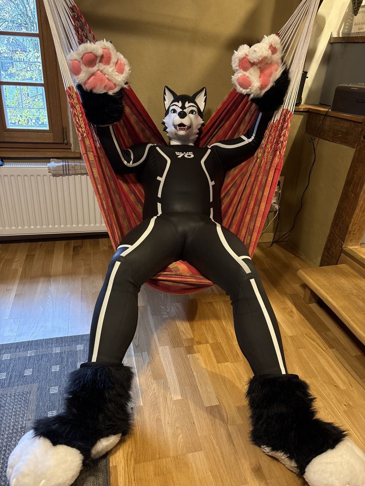 A person wearing a full-body black and white blue70 wetsuit with a furrjoi husky mask, large paw gloves and furry pawed feet, is lounging in a red-and-yellow hammock indoors. They are leaning back with their arms raised, showing pink paw pads, and the room has wooden floors, a window, and a radiator in the background.